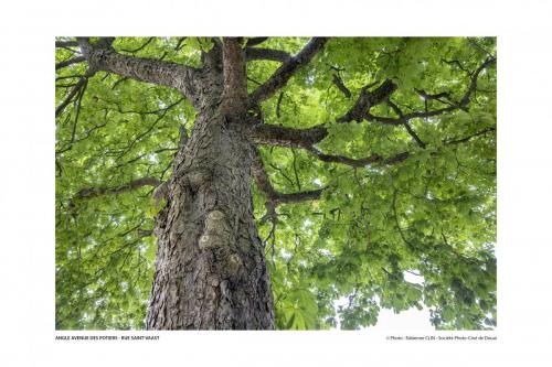SPCD Arbres-Douai 120x80 pays14def 5