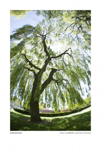 SPCD Arbres-Douai 120x80 portr14def 10