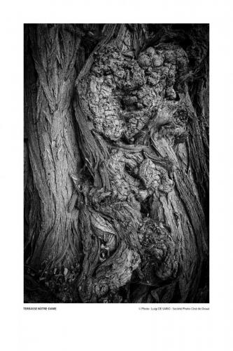 SPCD Arbres-Douai 120x80 portr14def 11