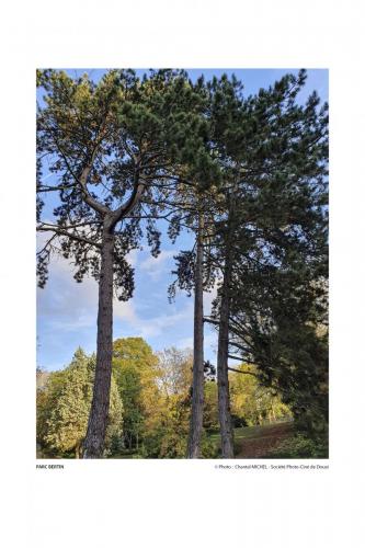 SPCD Arbres-Douai 120x80 portr14def 3