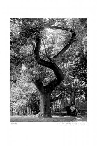 SPCD Arbres-Douai 120x80 portr14def 4