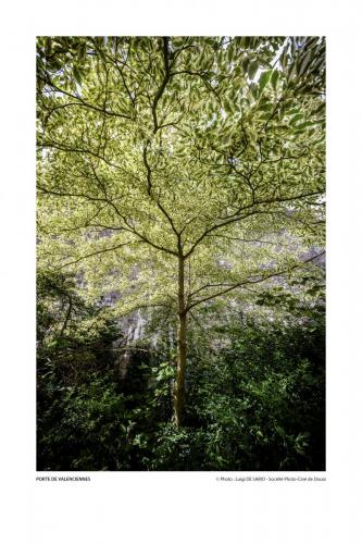 SPCD Arbres-Douai 120x80 portr14def 7
