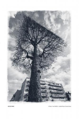 SPCD Arbres-Douai 120x80 portr14def 9