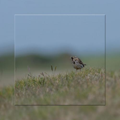 Pipit farlouse