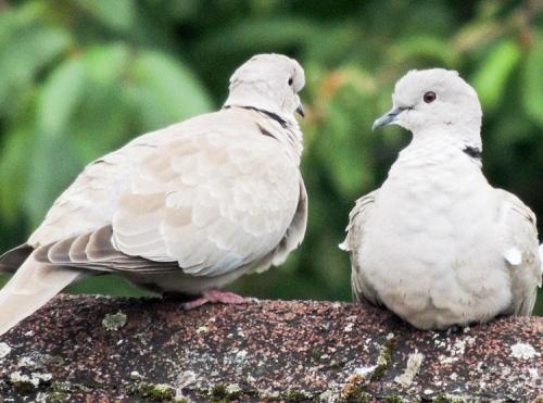 Christian Hoefkens, Oiseaux de mon jardin