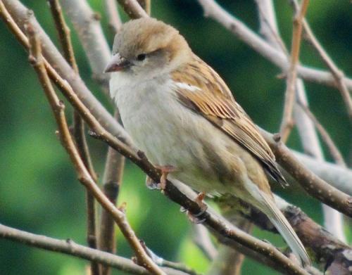 Christian Hoefkens, Oiseaux de mon jardin