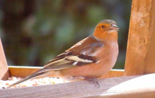 Christian Hoefkens, Oiseaux de mon jardin