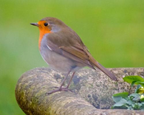 Christian Hoefkens, Oiseaux de mon jardin