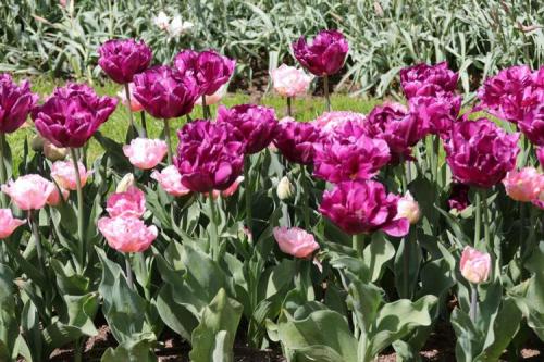 Chantal Michel, Le parc Keukenhof