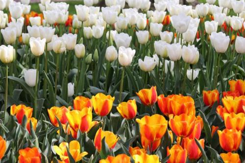 Chantal Michel, Le parc Keukenhof