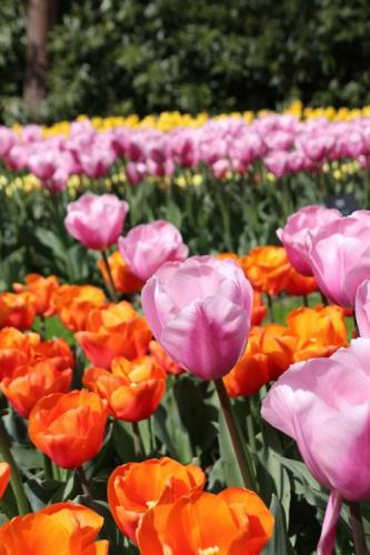 Chantal Michel, Le parc Keukenhof