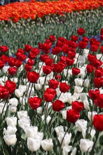 Chantal Michel, Le parc Keukenhof