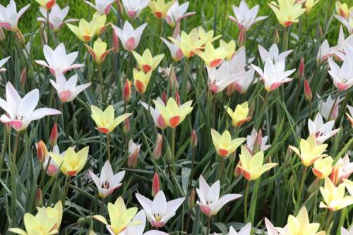 Chantal Michel, Le parc Keukenhof