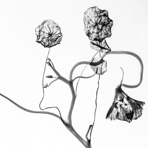 Yves Fauvel, Fleurs évanescentes